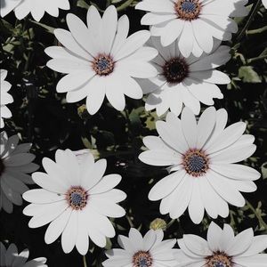 Meet your Posher, Danna